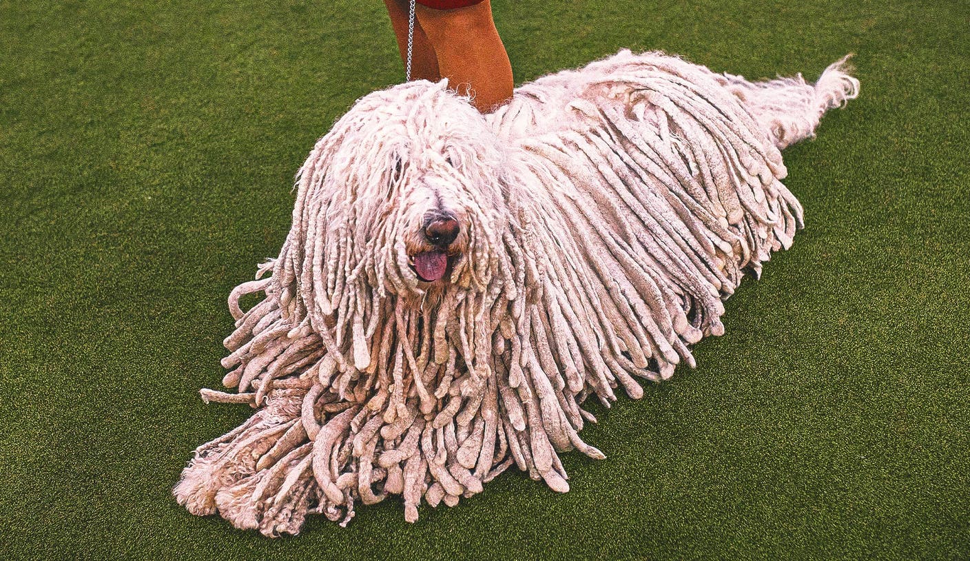 2026 WKC Dog Show：传奇150年再续辉煌的犬类盛事